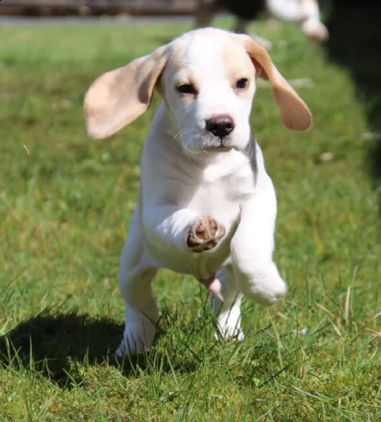 beagle cuccioli taglia piccola | Foto 3