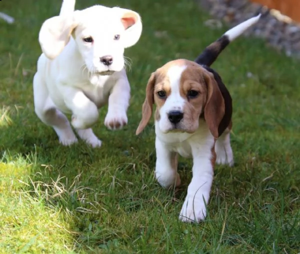 beagle cuccioli taglia piccola | Foto 0