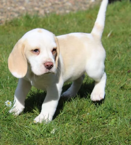 beagle cuccioli taglia piccola