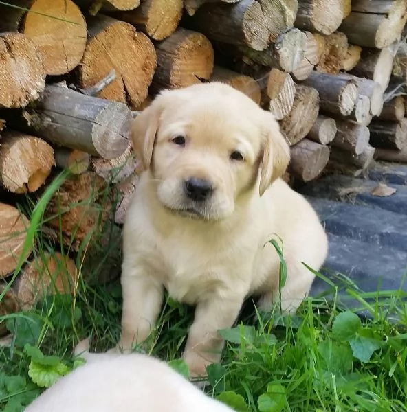 cuccioli labrador con pedigree | Foto 3