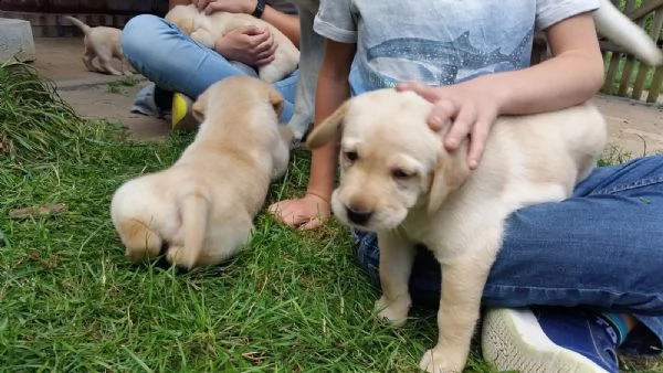 cuccioli labrador con pedigree | Foto 2