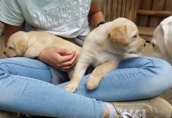 cuccioli labrador con pedigree | Foto 1
