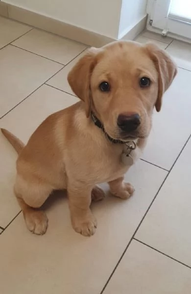 cuccioli labrador con pedigree | Foto 0
