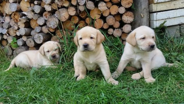cuccioli labrador con pedigree