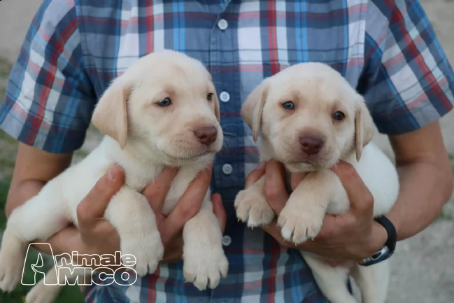 disponibili cuccioli di labrador