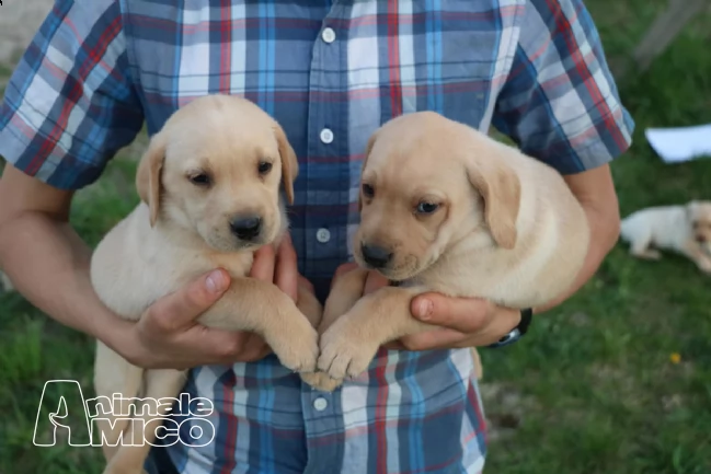 disponibili cuccioli di labrador | Foto 1