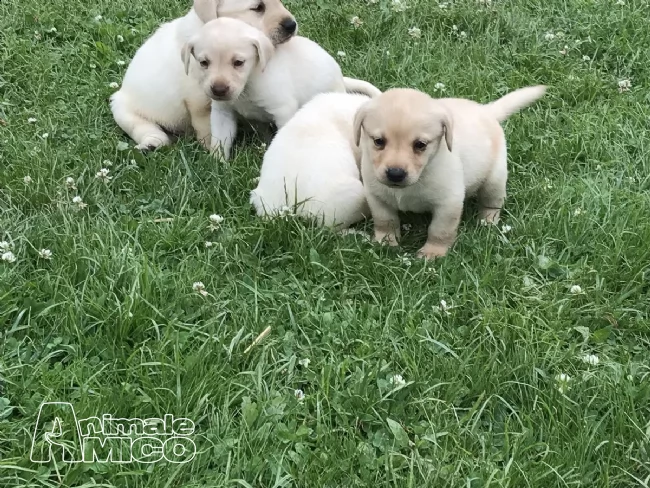 disponibili cuccioli di labrador | Foto 0