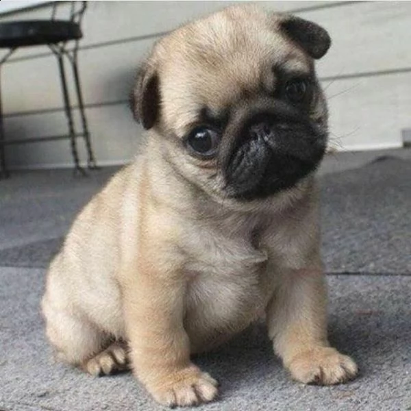  cuccioletto di carlino 