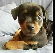  cuccioletto di pincher toy 