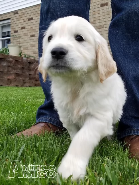 bellissima cucciolata di golden retriever, | Foto 1