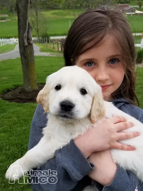 bellissima cucciolata di golden retriever,