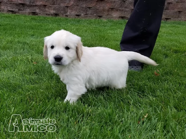 bellissima cucciolata di golden retriever, | Foto 0
