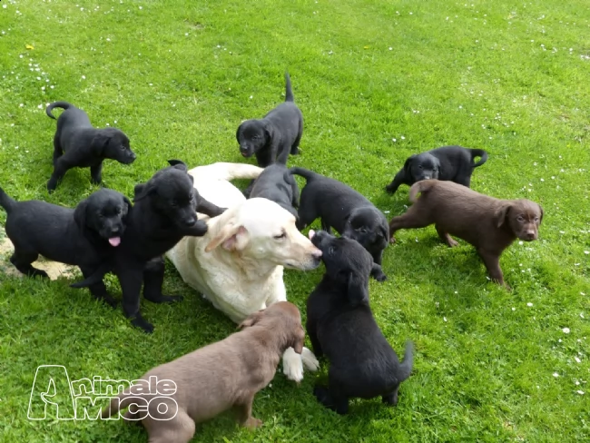  cuccioli labrador chocolate,gialli e neri