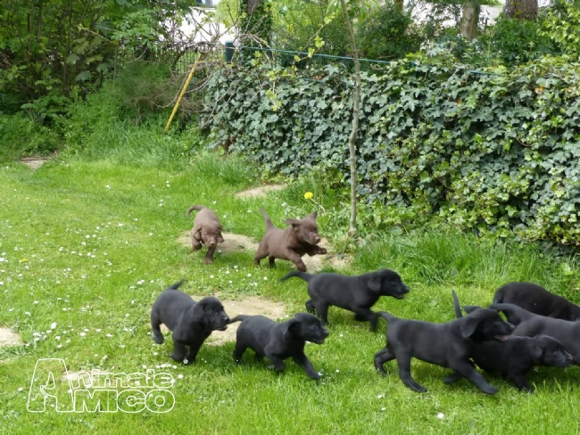  cuccioli labrador chocolate,gialli e neri | Foto 2