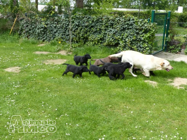  cuccioli labrador chocolate,gialli e neri | Foto 1