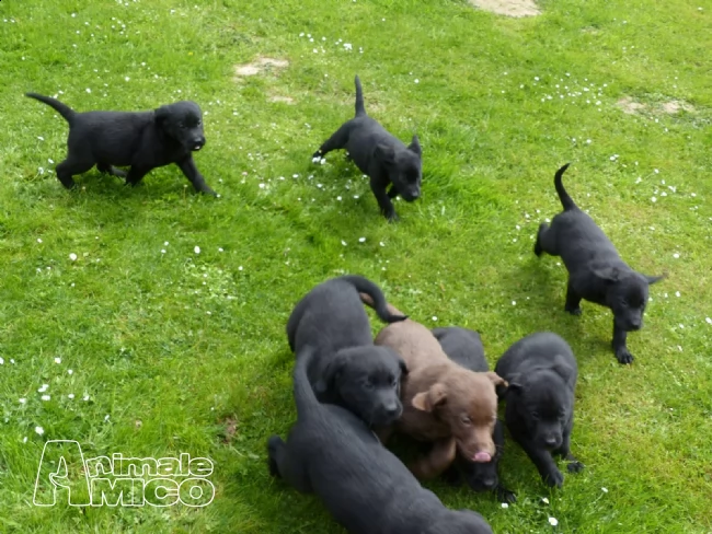  cuccioli labrador chocolate,gialli e neri | Foto 0