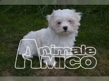 cuccioli di maltese mini maschio e femmina