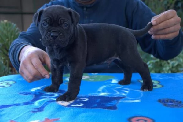 splendidi cuccioli di cane corso | Foto 0