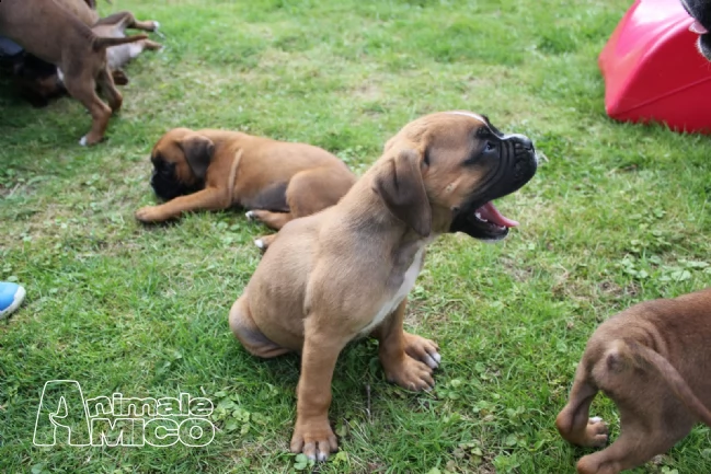 cuccioli di boxer maschi e femmine con pedegree