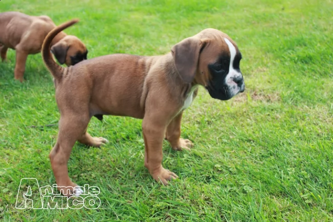 cuccioli di boxer maschi e femmine con pedegree | Foto 2