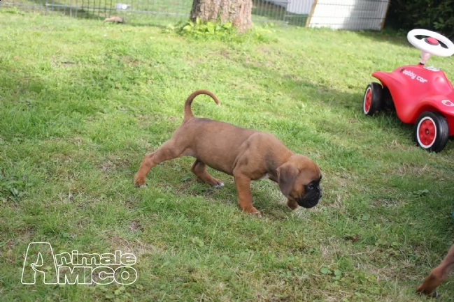 cuccioli di boxer maschi e femmine con pedegree | Foto 1