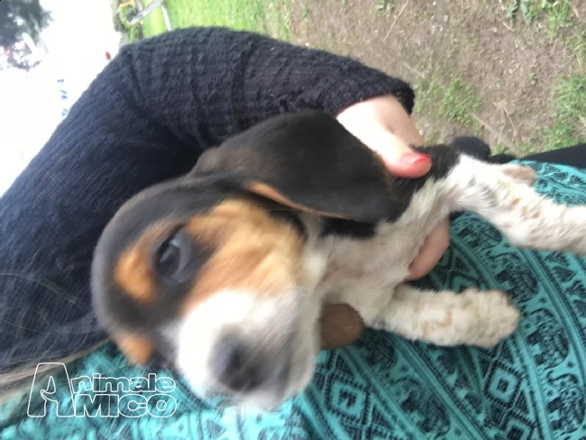 beagle cuccioli splendidi con pedigree | Foto 1