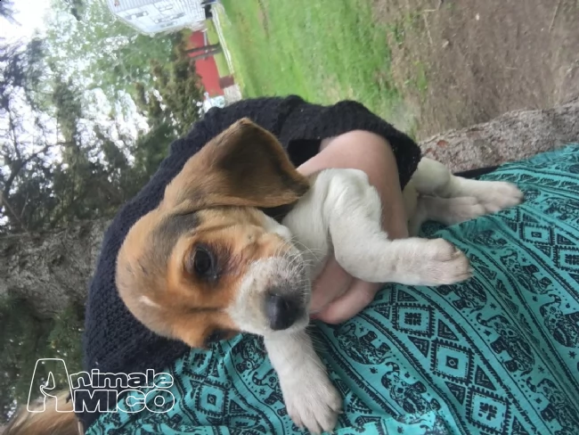 beagle cuccioli splendidi con pedigree | Foto 0