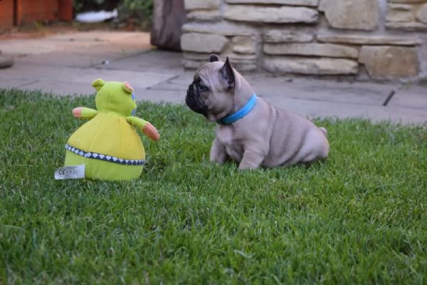 cuccioli bulldog francese total blu occhi blu | Foto 1