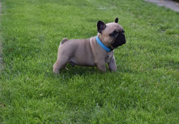 cuccioli bulldog francese total blu occhi blu | Foto 0