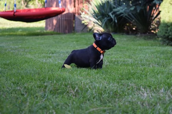 cuccioli bulldog francese total blu occhi blu