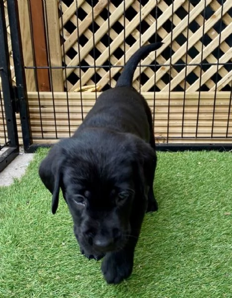 3 bellissima cuccioli di labrador con pedigree | Foto 5