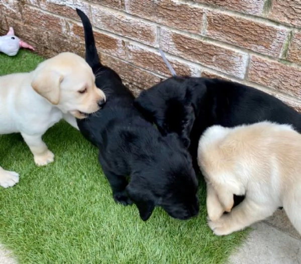 3 bellissima cuccioli di labrador con pedigree | Foto 2