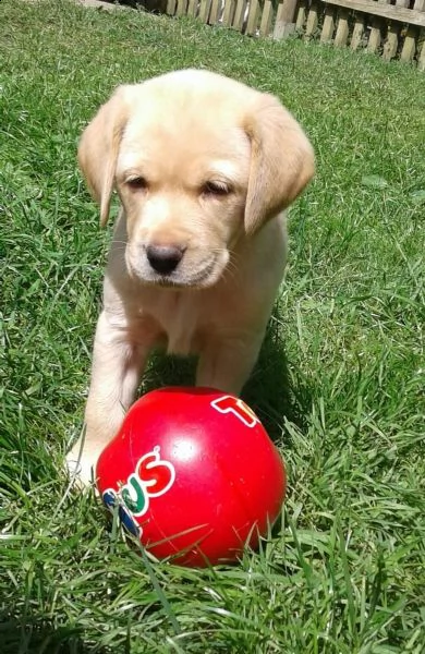 labrador retriver con pedegree