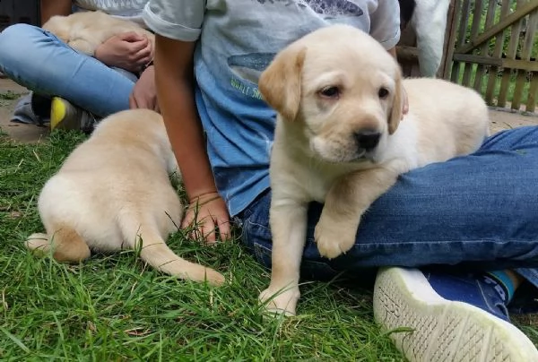 labrador retriver con pedegree | Foto 5
