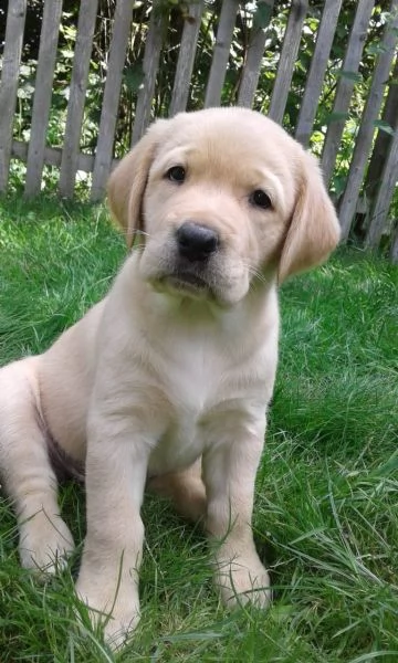 labrador retriver con pedegree | Foto 2