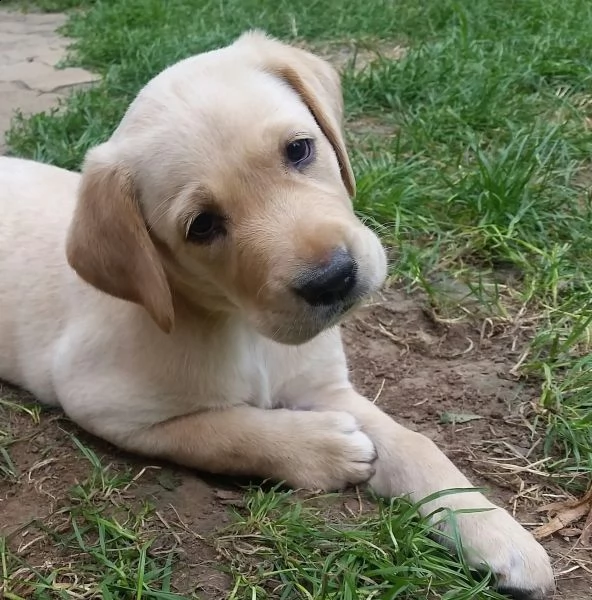 labrador retriver con pedegree | Foto 1