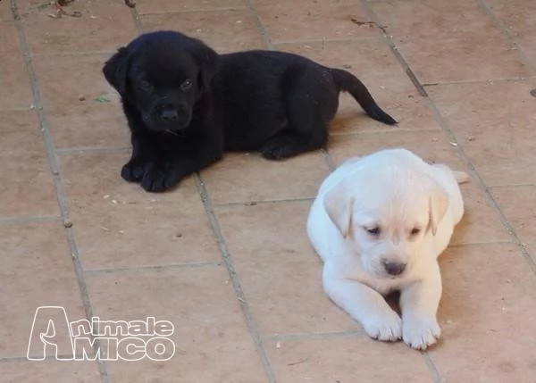 bellissimi cuccioli labrador con pedigree