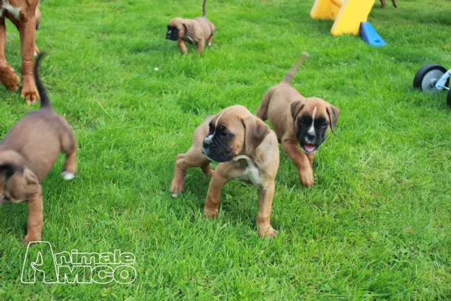cuccioli di boxer maschi e femmine con pedegree