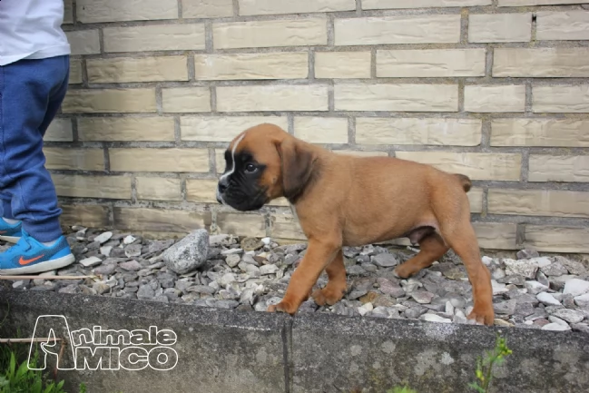 cuccioli di boxer maschi e femmine con pedegree | Foto 1