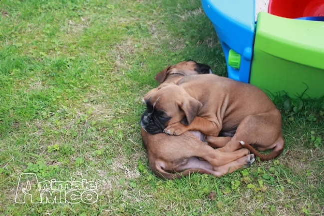 cuccioli di boxer maschi e femmine con pedegree | Foto 0