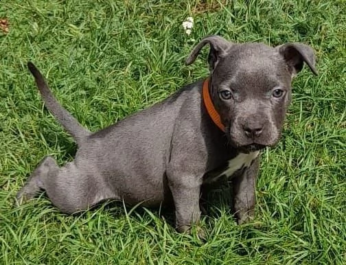 cuccioli di pitbull terrier