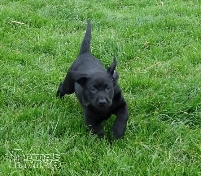 cuccioli di labrador retriever