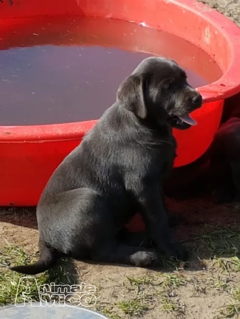 cuccioli di labrador retriever | Foto 0