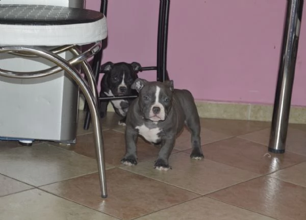 bellissimo cuccioli pitbull maschio e femmina