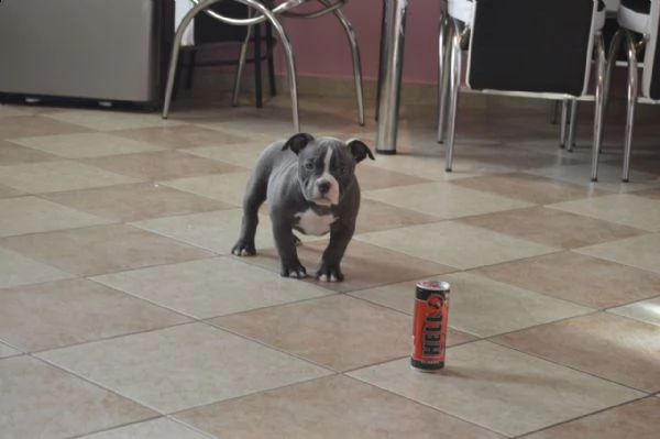 bellissimo cuccioli pitbull maschio e femmina | Foto 5