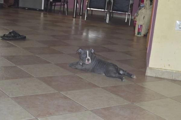 bellissimo cuccioli pitbull maschio e femmina | Foto 4