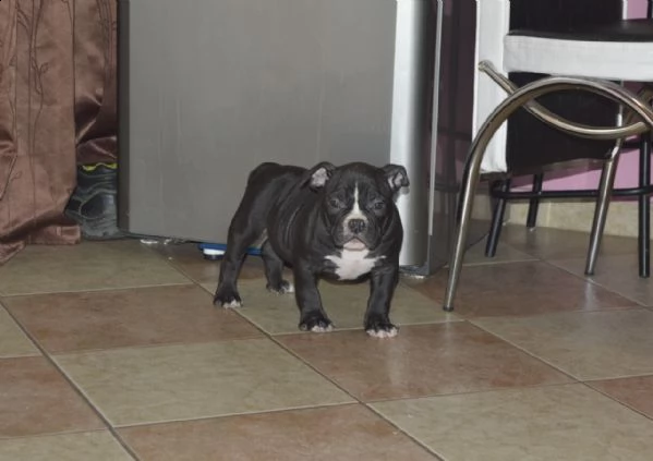 bellissimo cuccioli pitbull maschio e femmina | Foto 3