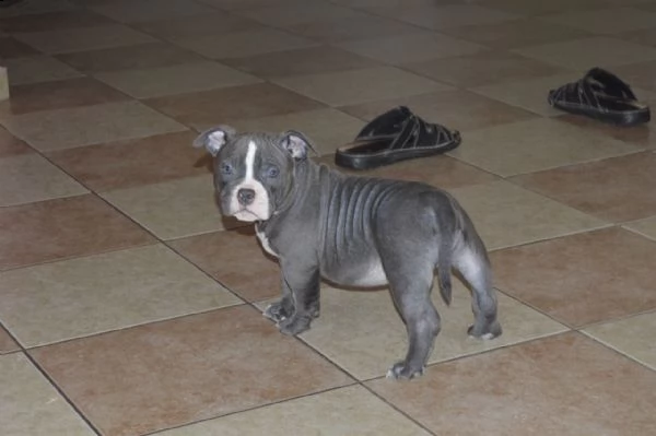 bellissimo cuccioli pitbull maschio e femmina | Foto 2