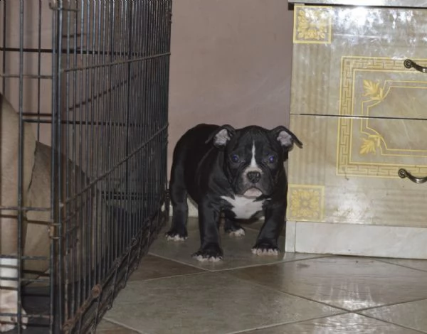 bellissimo cuccioli pitbull maschio e femmina | Foto 0