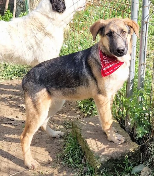 ADOZIONE PER ZAC! | Foto 4